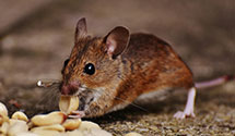 24 Hour & Emergency Exterminators in Lake Mills, WI